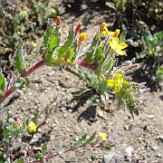 camissonia hirtella